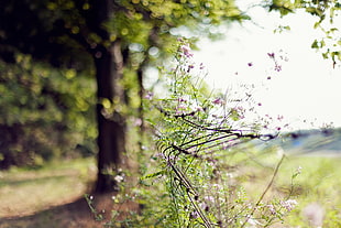 focus photo of a purple flower HD wallpaper