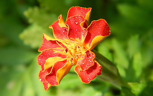 red and yellow Signet marigold closeup photo