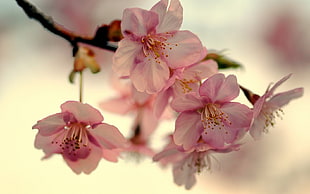 depth of field photography of cherry blossoms