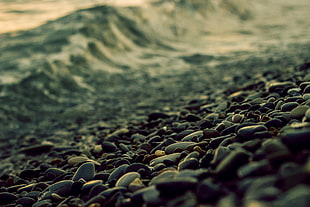 selective photo of pebbles along the seashore HD wallpaper