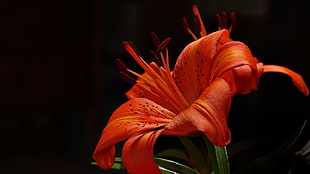 red flower, photography, flowers, lilies