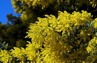 yellow petal flowers under blue sky