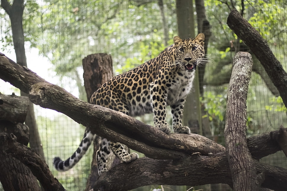 Jaguar on brown wooden branch HD wallpaper