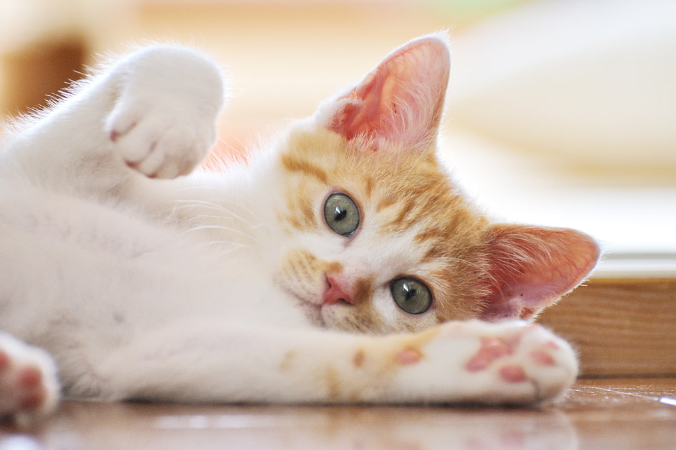 orange and white cat lying on brown wooden surface HD wallpaper