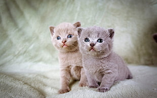 two Scottish fold kittens on green surface