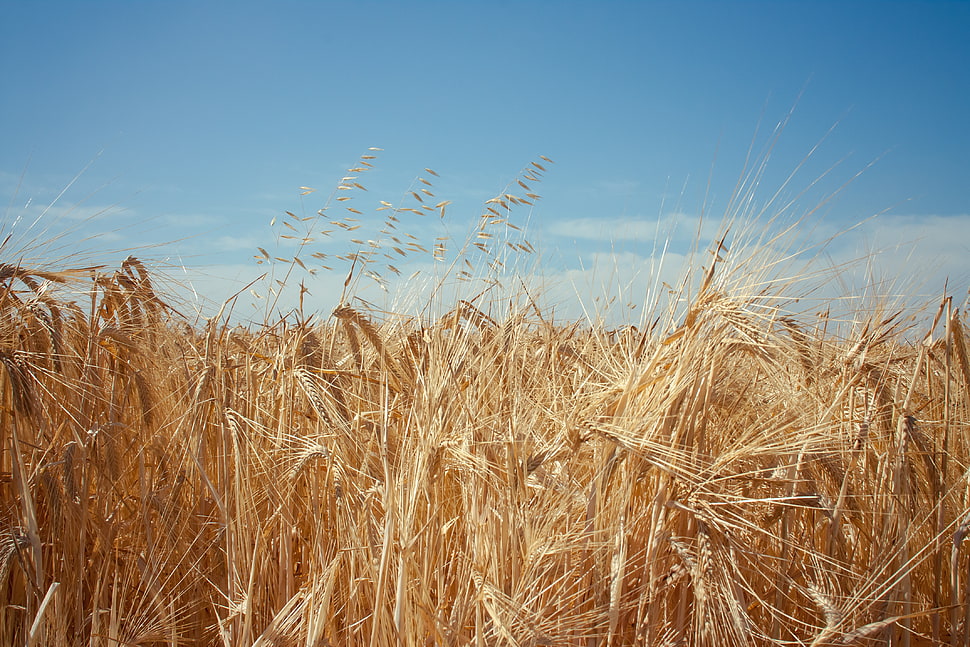 brown wheat fields during daytime HD wallpaper