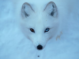 photo of white wolf, arctic fox
