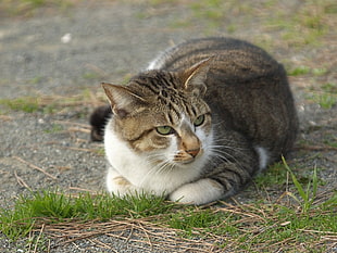 selective focus photograph of adult gray bi-color tabby cat