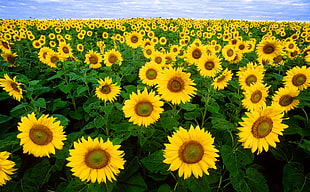 photo of bed of Sunflowers