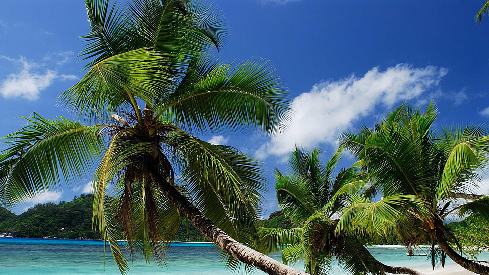 palm tree near body of water under blue cloudy sky HD wallpaper