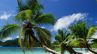 palm tree near body of water under blue cloudy sky
