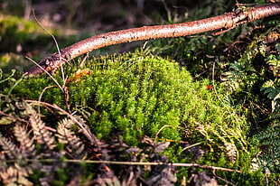green leafed plant, forest, moss, nature