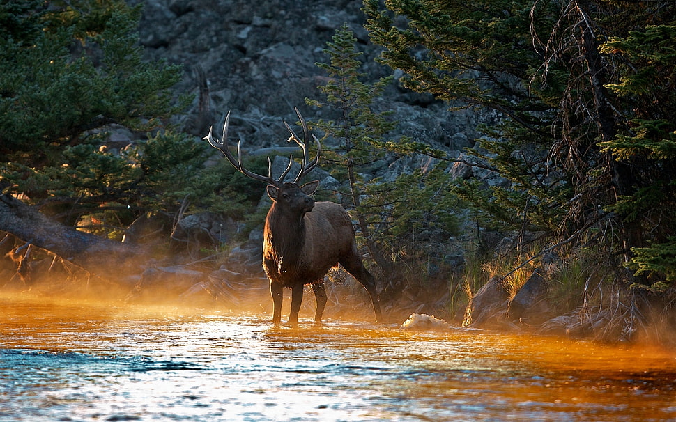 brown deer in forest during daytime HD wallpaper