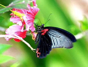 black and red butterfly on pink flower in closeup photography, papilio memnon, thailand