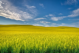 landscape photo of wheat and hill during daytime, palouse, washington