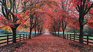 pathway with red leaves fallen from trees enclosed with fence