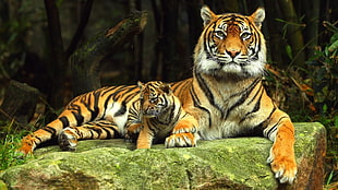 shallow photography of Tiger and Tiger cub HD wallpaper