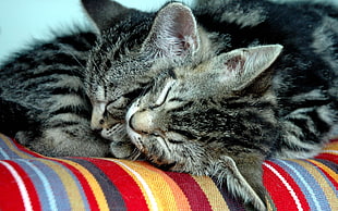 Cats,  Couple,  Down,  Tenderness HD wallpaper