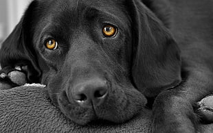 black labrador retriever, dog, animals, sad, selective coloring HD wallpaper