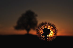 dandelion silhouette, nature, dandelion, sunset HD wallpaper