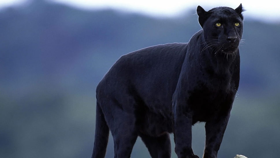 black panther, animals, panthers HD wallpaper
