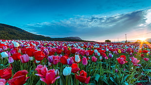 white,pink and red tulips field during daytime