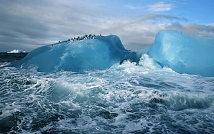 photo of flock of penguins on glacier during daytime