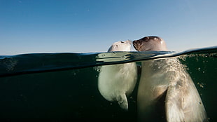 gray seal, water, underwater, sea, seals HD wallpaper