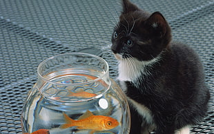 tuxedo cat beside orange goldfish in clear bubble bowl