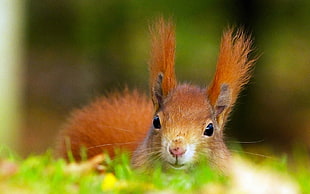 shallow depth of field photo of red Squirrel