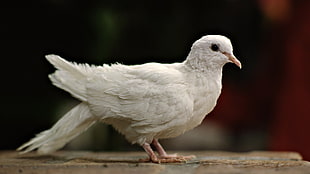 white dove close-up photography