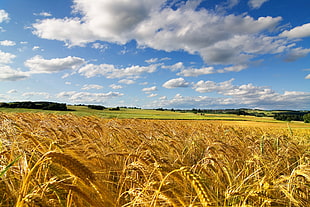 field wheat barley field HD wallpaper