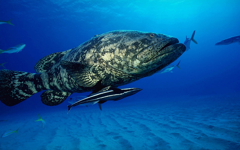 gray fish, fish, animals HD wallpaper