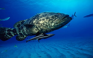 gray fish, fish, animals