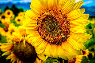close up photography of Sunflowers