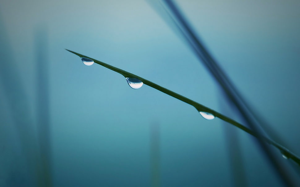 macro shot of water drop HD wallpaper