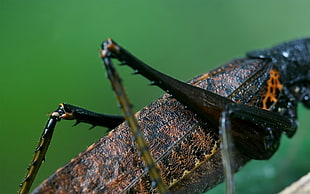 brown, orange, and black grasshopper macro shot