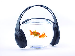 clear glass bowl with two Goldfishes and a black cordless headphones HD wallpaper