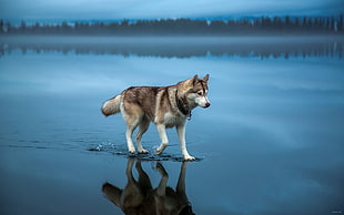 Siberian husky, dog, animals, Siberian Husky , water