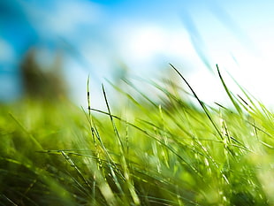 closeup photo of green grass