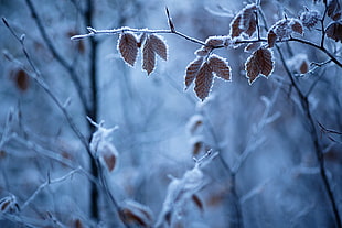selective focus photography of leaf covered with snow