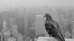 gray pigeon, animals, birds, cityscape, pigeons