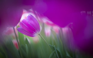 purple tulip flower, purple flowers, flowers, tulips HD wallpaper