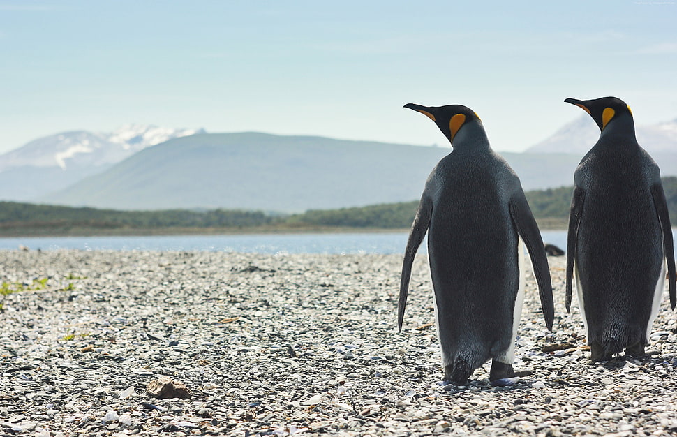two grey penguins walking on beige pebbles HD wallpaper