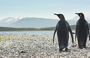 two grey penguins walking on beige pebbles