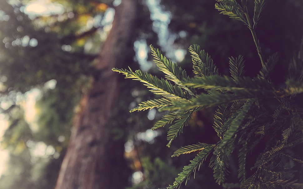 green leaf tree HD wallpaper