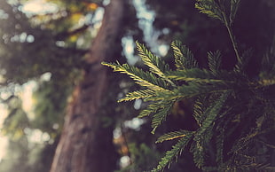 green leaf tree