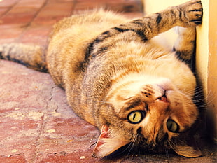 brown tabby cat lays on red concrete floor
