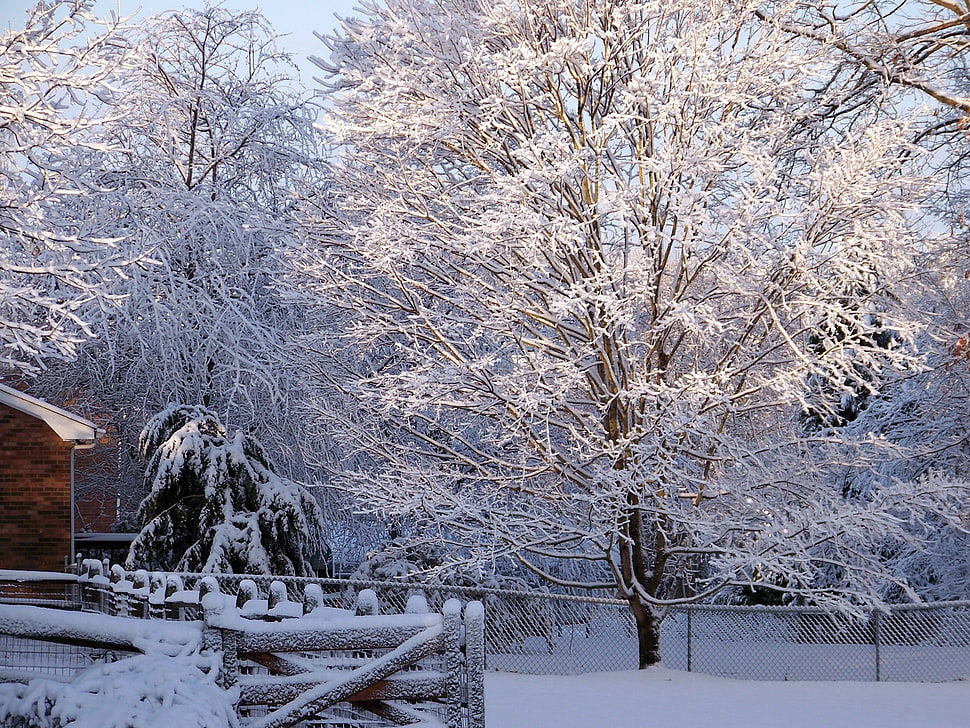 snow covered bare tree HD wallpaper
