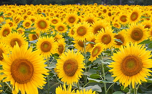 yellow Sunflowers taken at daytime HD wallpaper